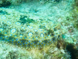 Peacock Flounder IMG 6056